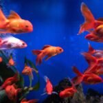 THE HEALING POWER OF PET FISH